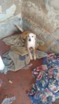 Amora