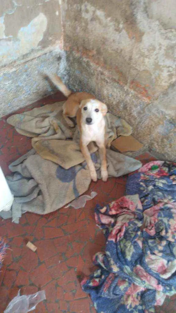 Cachorro ra a SRD idade 7 a 11 meses nome Amora