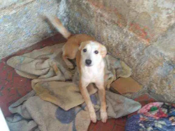 Cachorro ra a SRD idade 7 a 11 meses nome Amora