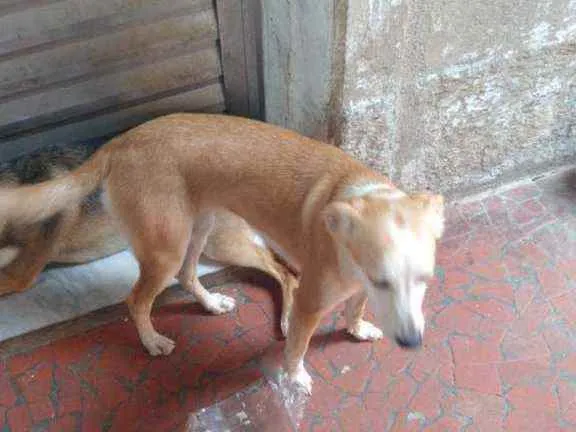 Cachorro ra a SRD idade 7 a 11 meses nome Amora