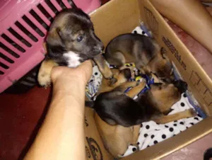 Cachorro raça De raça Grande  idade Abaixo de 2 meses nome Sem Nomes Ainda! 