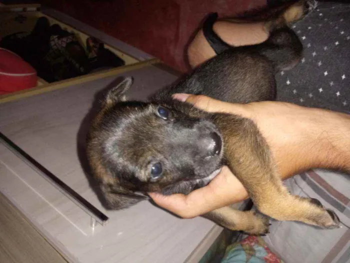 Cachorro raça De raça Grande  idade Abaixo de 2 meses nome Sem Nomes Ainda! 