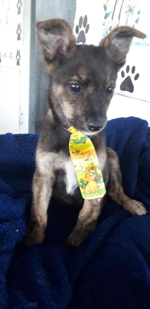 Cachorro ra a srd idade 2 a 6 meses nome Filhotes