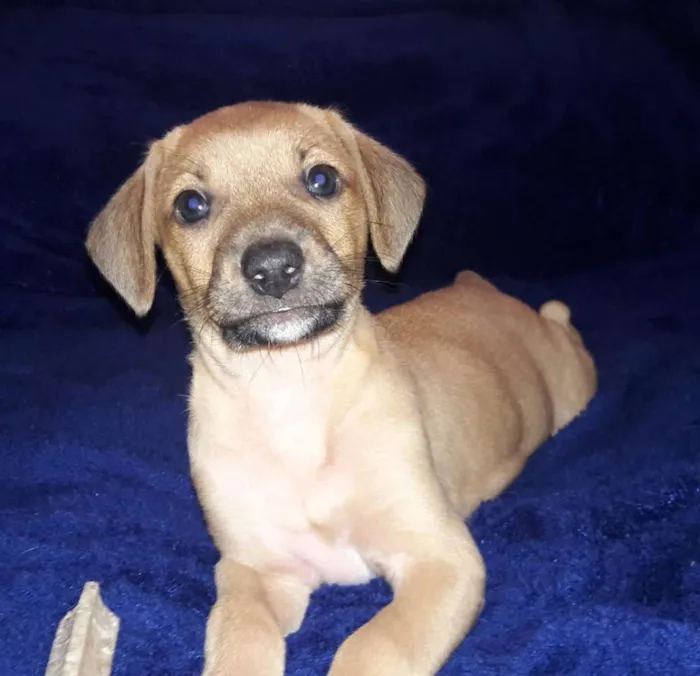 Cachorro ra a srd idade 2 a 6 meses nome Filhotes