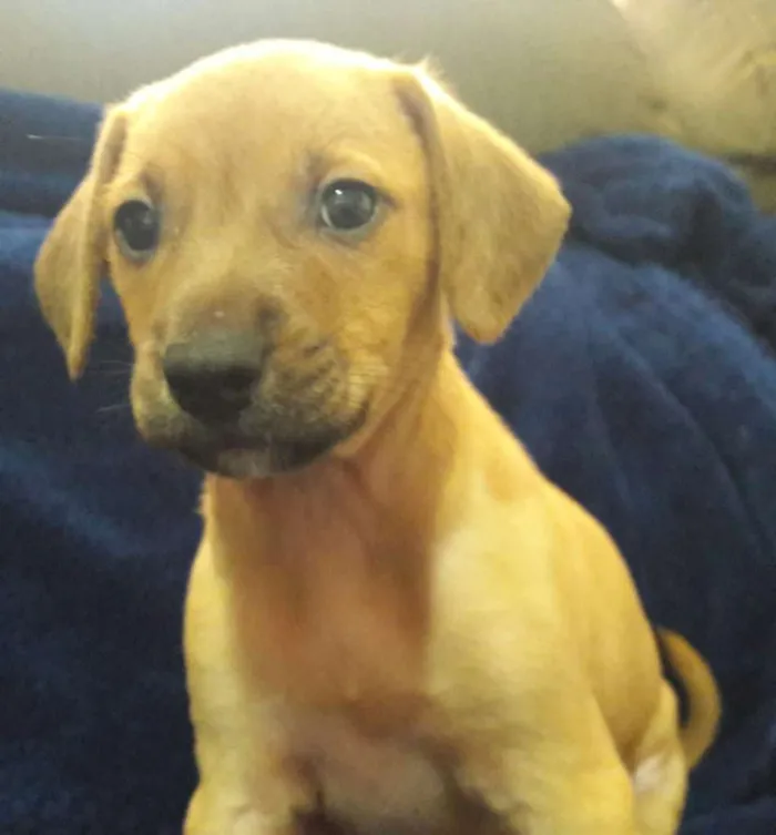 Cachorro ra a srd idade 2 a 6 meses nome Filhotes