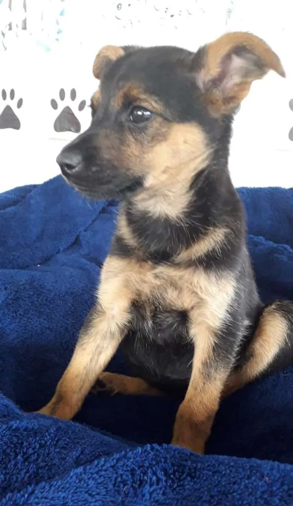 Cachorro ra a srd idade 2 a 6 meses nome Filhotes