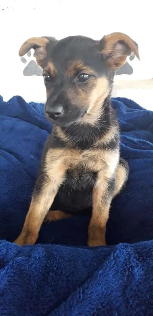 Cachorro ra a srd idade 2 a 6 meses nome Filhotes
