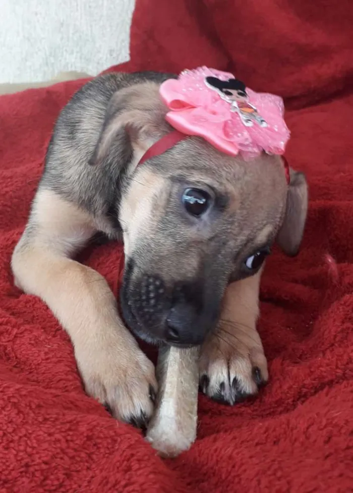 Cachorro ra a srd idade 2 a 6 meses nome Filhotes
