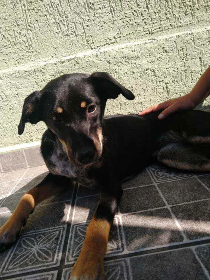 Cachorro ra a SRD idade 7 a 11 meses nome Dara