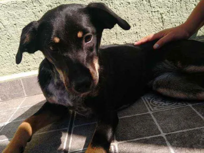 Cachorro ra a SRD idade 7 a 11 meses nome Dara