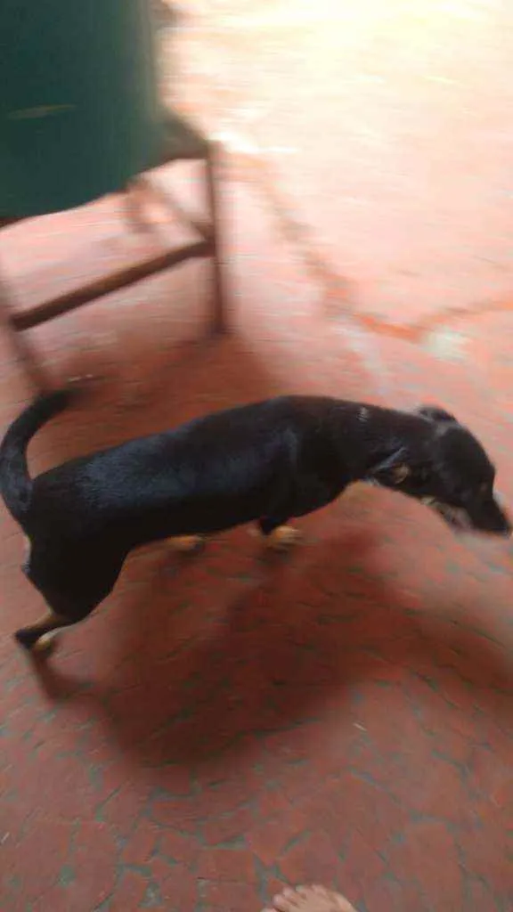 Cachorro ra a SRD idade 7 a 11 meses nome Dara