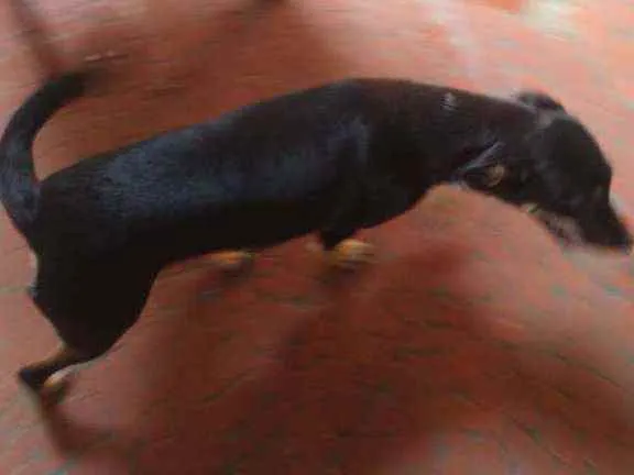 Cachorro ra a SRD idade 7 a 11 meses nome Dara