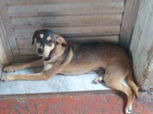 Cachorro raça SRD idade 7 a 11 meses nome Zorro