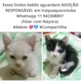 Gatinhos