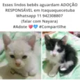 Gatinhos