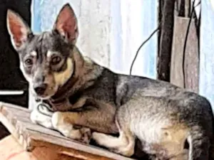 Cachorro raça  idade  nome Lety
