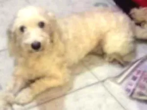 Cachorro raça  idade  nome Poodle