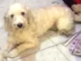 Poodle