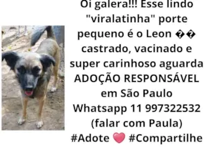 Cachorro raça  idade  nome Leon