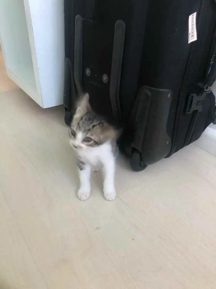 Gato ra a Vira-latas idade Abaixo de 2 meses nome Olívia 