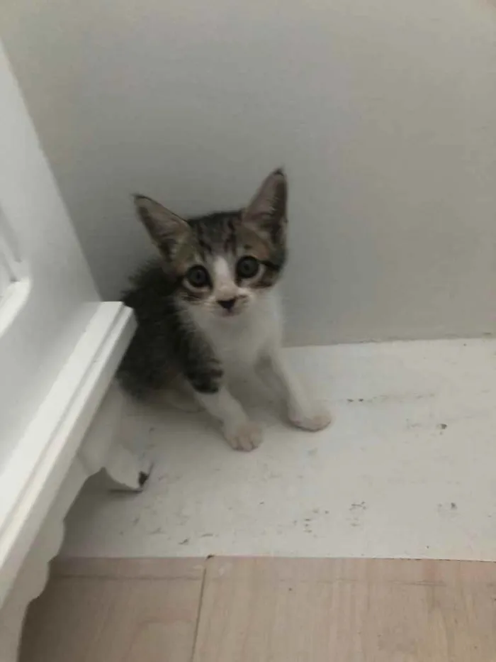 Gato ra a Vira-latas idade Abaixo de 2 meses nome Olívia 