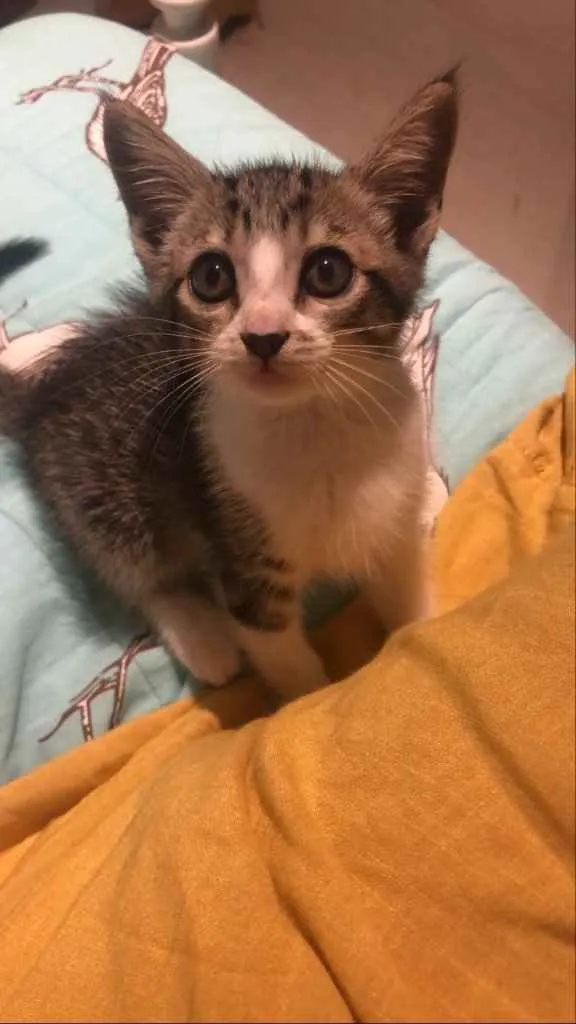 Gato ra a Vira-latas idade Abaixo de 2 meses nome Olívia 