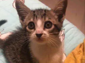 Gato raça Vira-latas idade Abaixo de 2 meses nome Olívia 
