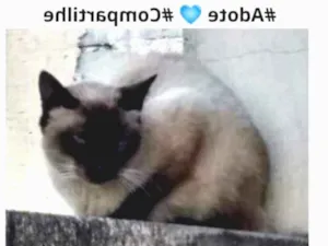 Gato raça  idade  nome Gatão