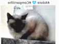 Gatão