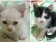 Gatinhos