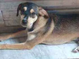 Cachorro raça SRD idade 7 a 11 meses nome Zorro