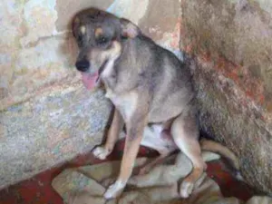 Cachorro raça SRD idade 7 a 11 meses nome Thor