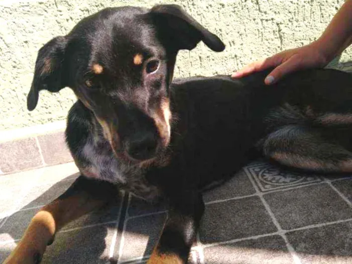 Cachorro ra a SRD idade 7 a 11 meses nome Dara