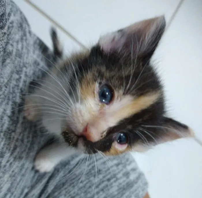 Gato raça SRD-ViraLata idade Abaixo de 2 meses nome Letícia