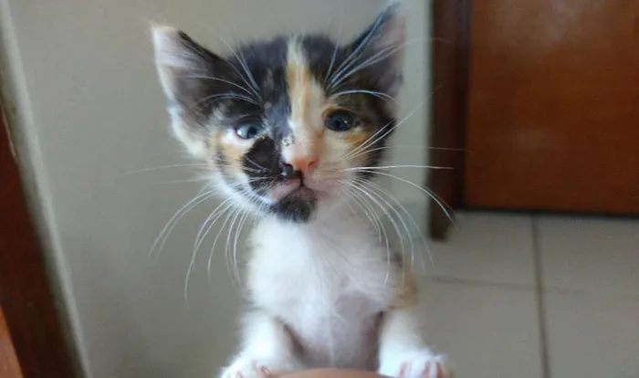 Gato raça SRD-ViraLata idade Abaixo de 2 meses nome Letícia