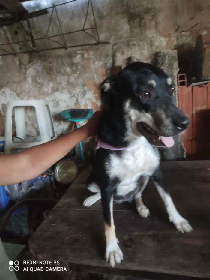 Cachorro ra a Não sei idade 7 a 11 meses nome Leide
