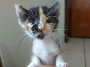 Gato raça SRD-ViraLata idade Abaixo de 2 meses nome Letícia