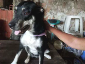 Cachorro raça Não sei idade 7 a 11 meses nome Leide