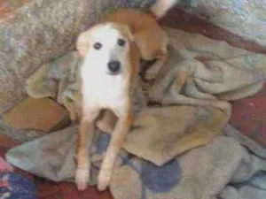 Cachorro raça SRD idade 7 a 11 meses nome Amora