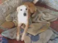 Amora