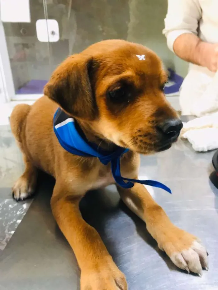 Cachorro ra a SRD-ViraLata idade  nome Camarão
