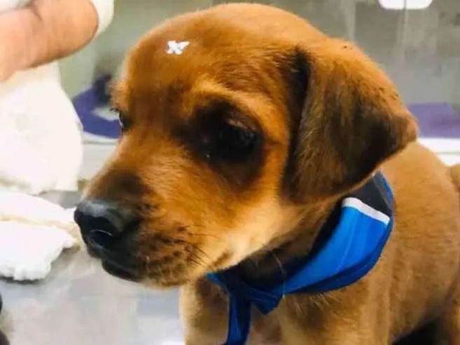Cachorro ra a SRD-ViraLata idade  nome Camarão