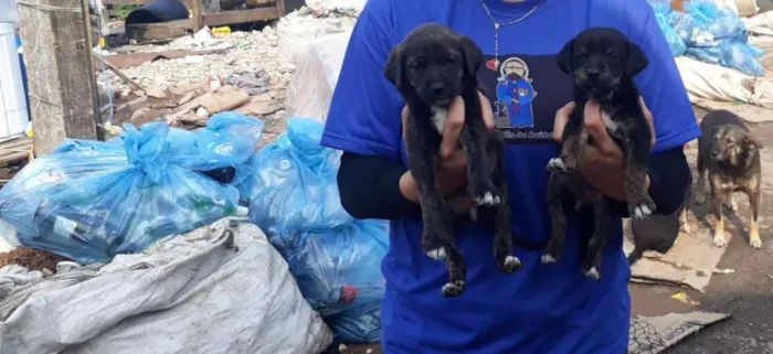 Cachorro ra a vrs idade Abaixo de 2 meses nome Maria ou Joana