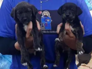 Cachorro raça vrs idade Abaixo de 2 meses nome Maria ou Joana
