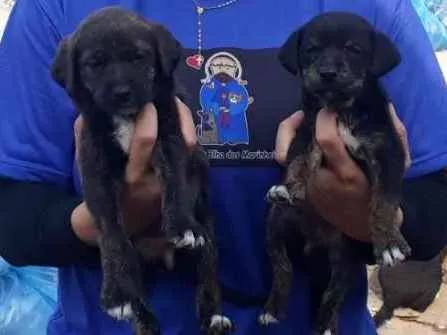 Cachorro ra a vrs idade Abaixo de 2 meses nome Maria ou Joana