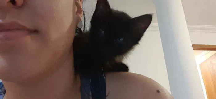 Gato raça  idade 2 a 6 meses nome Sem nome
