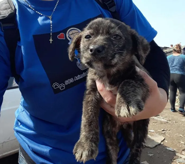 Cachorro ra a SRD-ViraLata idade  nome Pelo de Neve