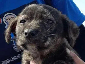Cachorro raça SRD-ViraLata idade  nome Pelo de Neve