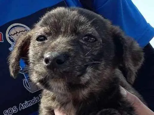 Cachorro ra a SRD-ViraLata idade  nome Pelo de Neve