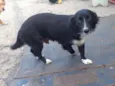 Amada